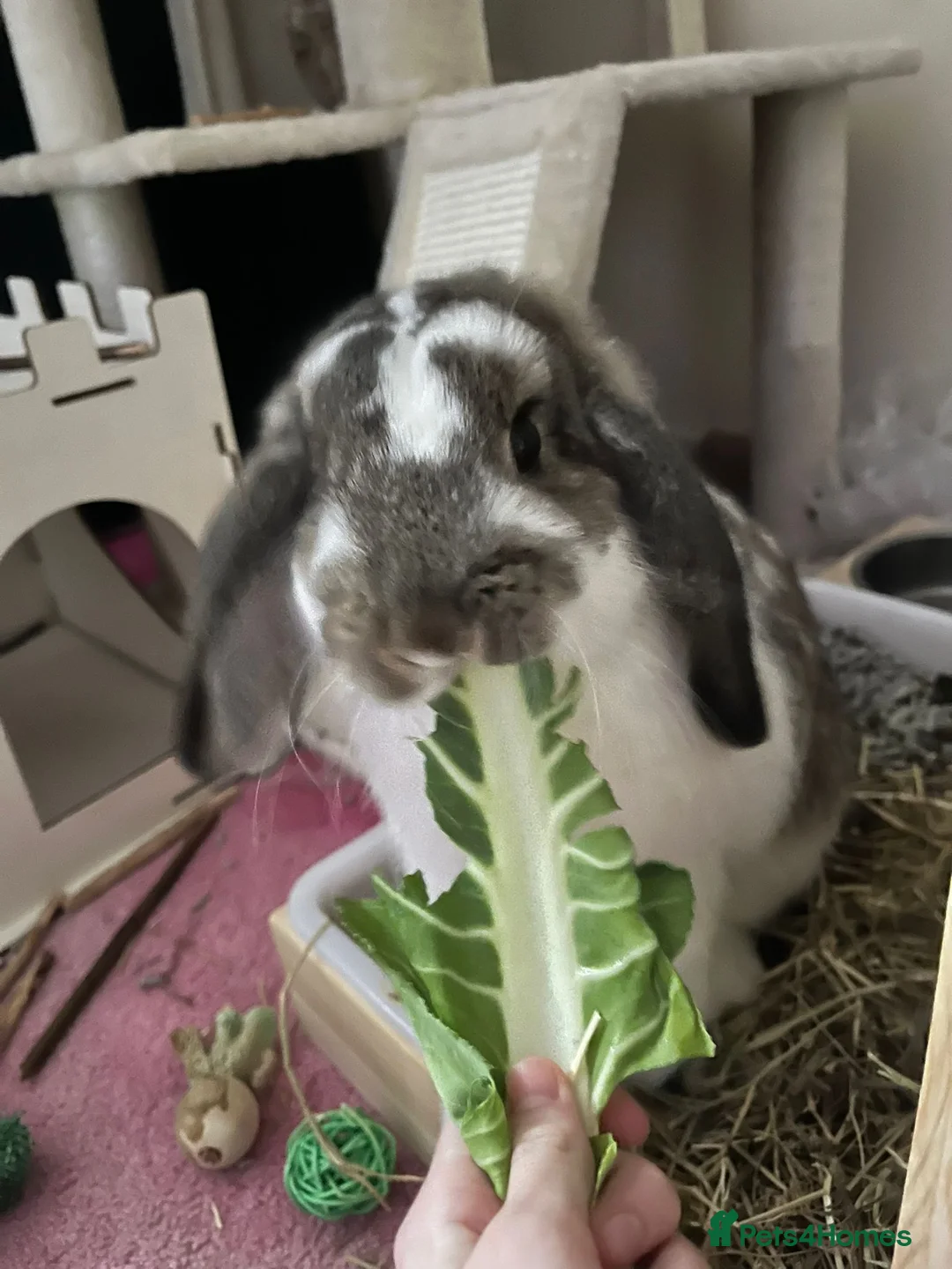 Mini Lion Lop rabbits for sale: Black and white mini lop male house rabbit - Advert 1