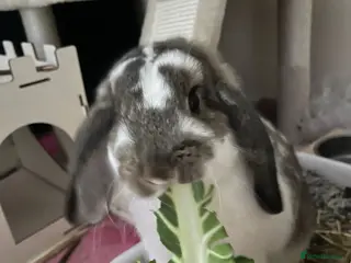 Mini Lion Lop rabbits Black and white mini lop male house rabbit - Advert 1