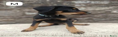 Mixed Breed 3