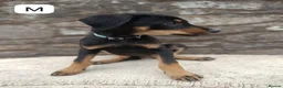 Mixed Breed dogs for sale: Huntaway X kelpie pups  - Advert 5