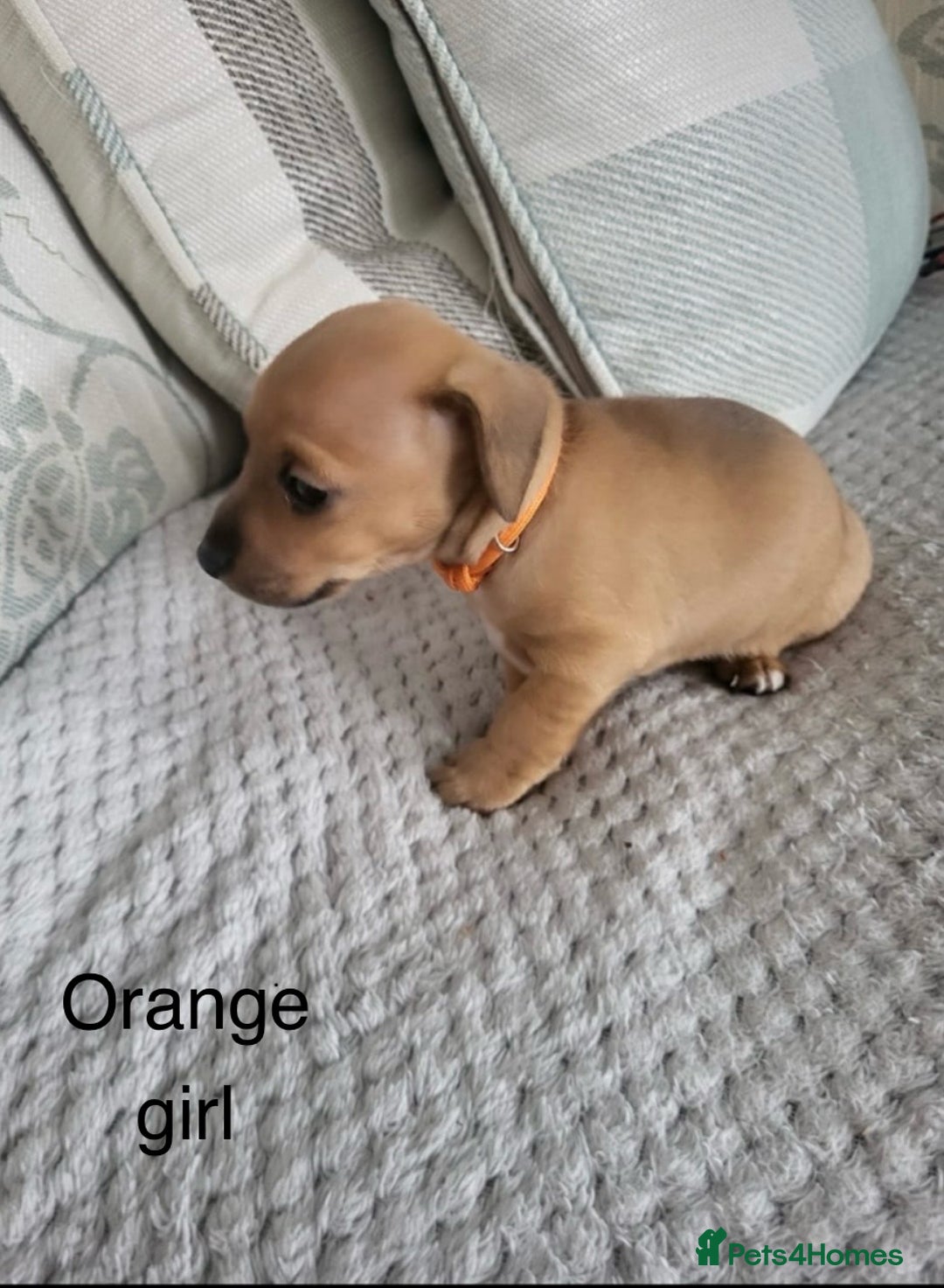 Mixed Breed dogs for sale: 5 Jack Russell x miniature dashound puppies £800 - Image 7