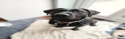 Goldador dogs for sale: Absolutely stunning Goldador puppies - Advert 6