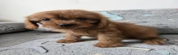Cavapoo dogs for sale: 🐶Amazing cavapoo pups for sale🐶 - Advert 17