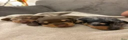 Miniature Dachshund dogs for sale:  Miniature Dachshund Puppies – 2 Girls & 1 Boy 🐾 in Romford - Advert 4