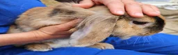 Mixed Breed rabbits for sale: Bunny's  - Advert 16