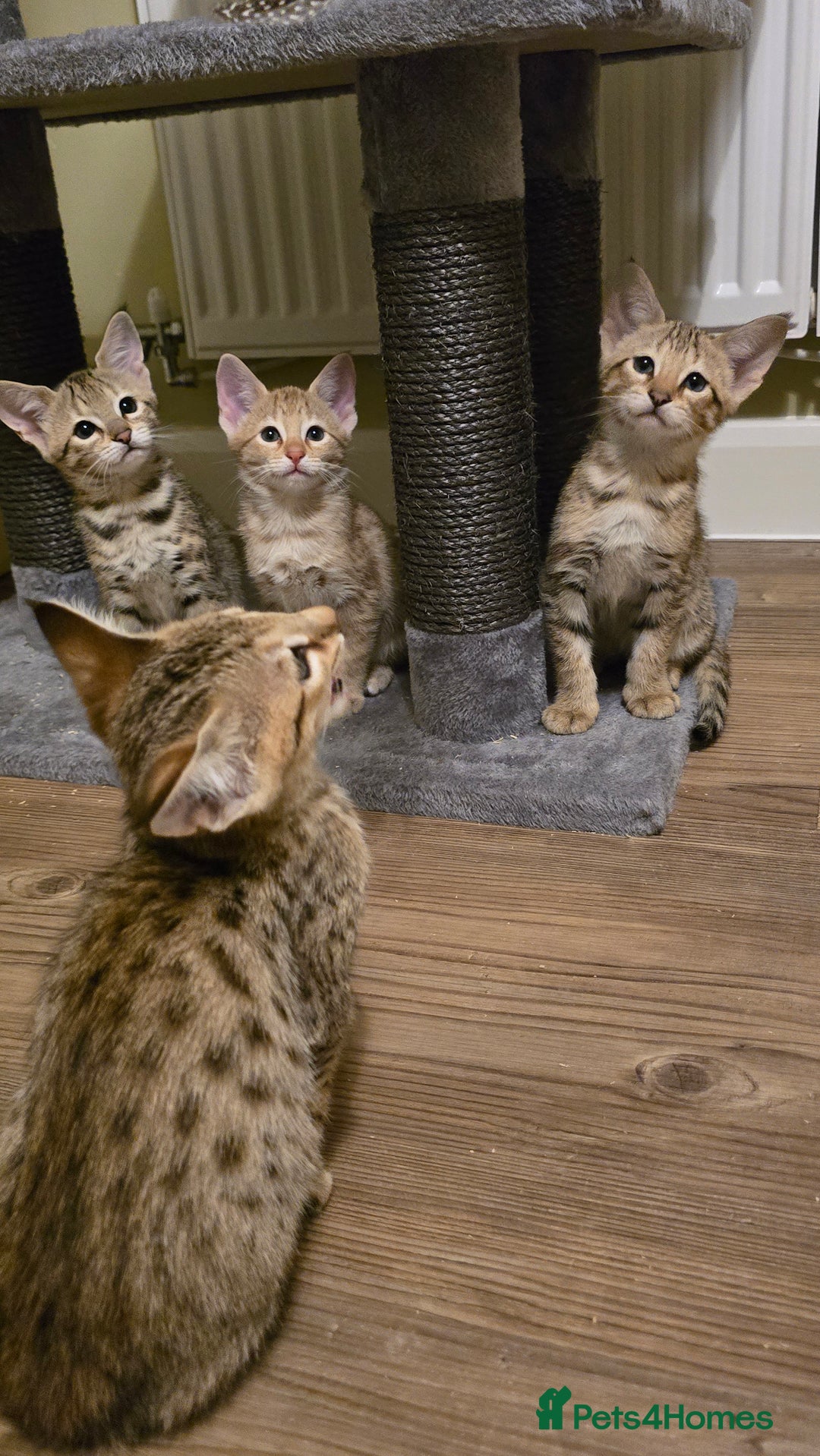Savannah cats for sale: F3 Tica Registered Savannah Kittens  - Advert 4