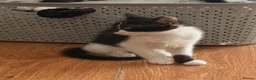 British Shorthair cats for sale: 4 black + white female kittens - Advert 36