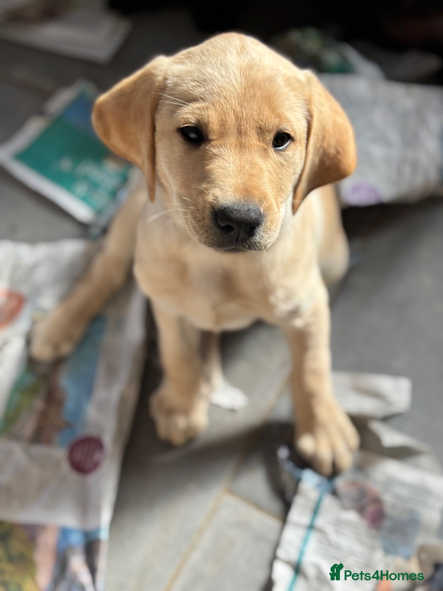 Labrador Retriever dogs Beautiful Labrador puppies  - Advert 18