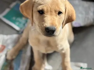 Labrador Retriever dogs Beautiful Labrador puppies - Advert 18