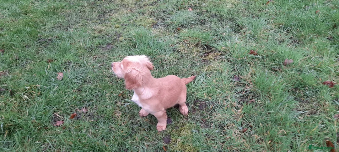 Cocker Spaniel dogs for sale: Working Cocker Spaniel - Advert 11