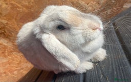 Mini Lop rabbits for sale: Female mini lop adult - Image 4