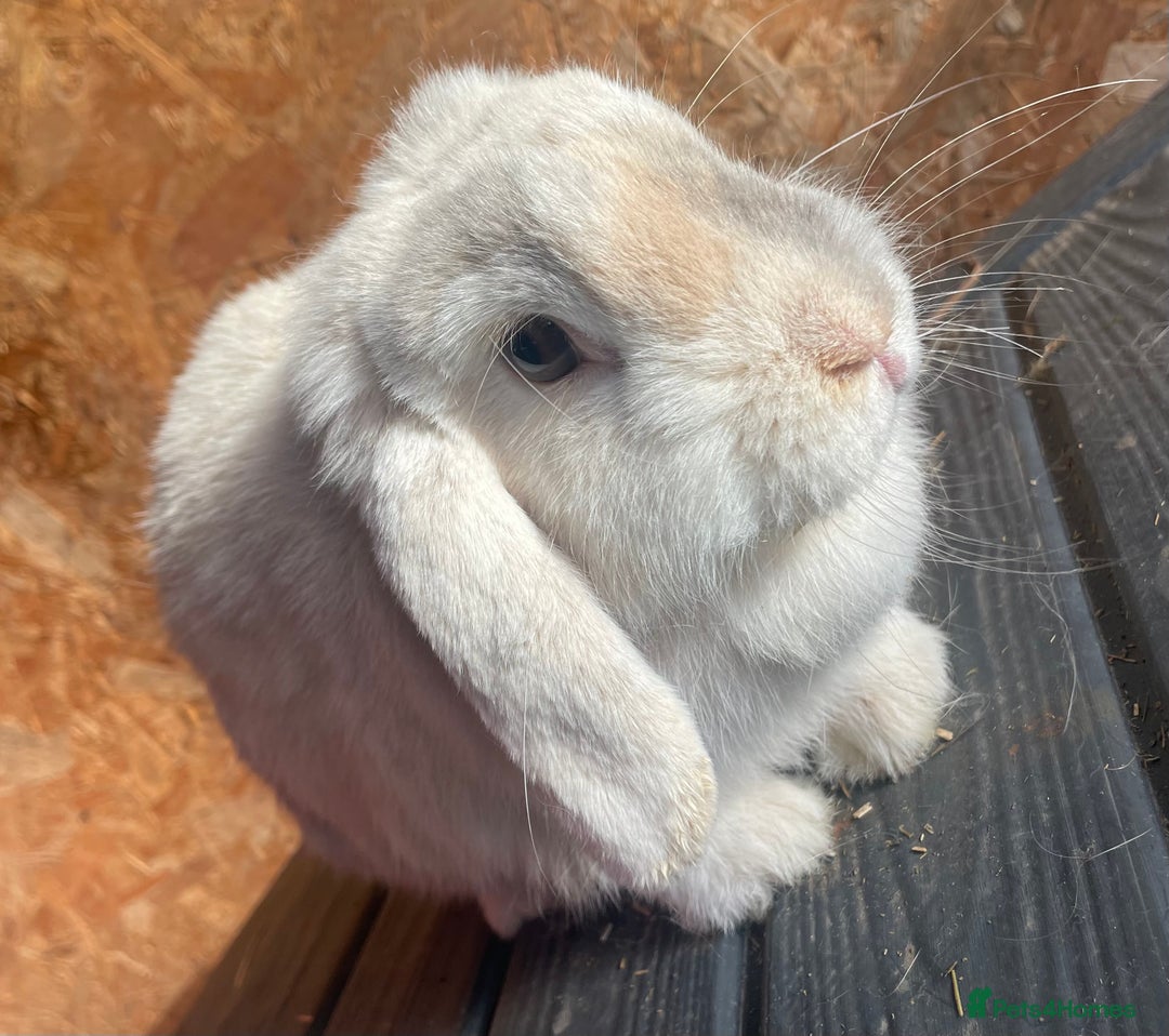 Mini Lop rabbits for sale: Female mini lop adult - Image 4