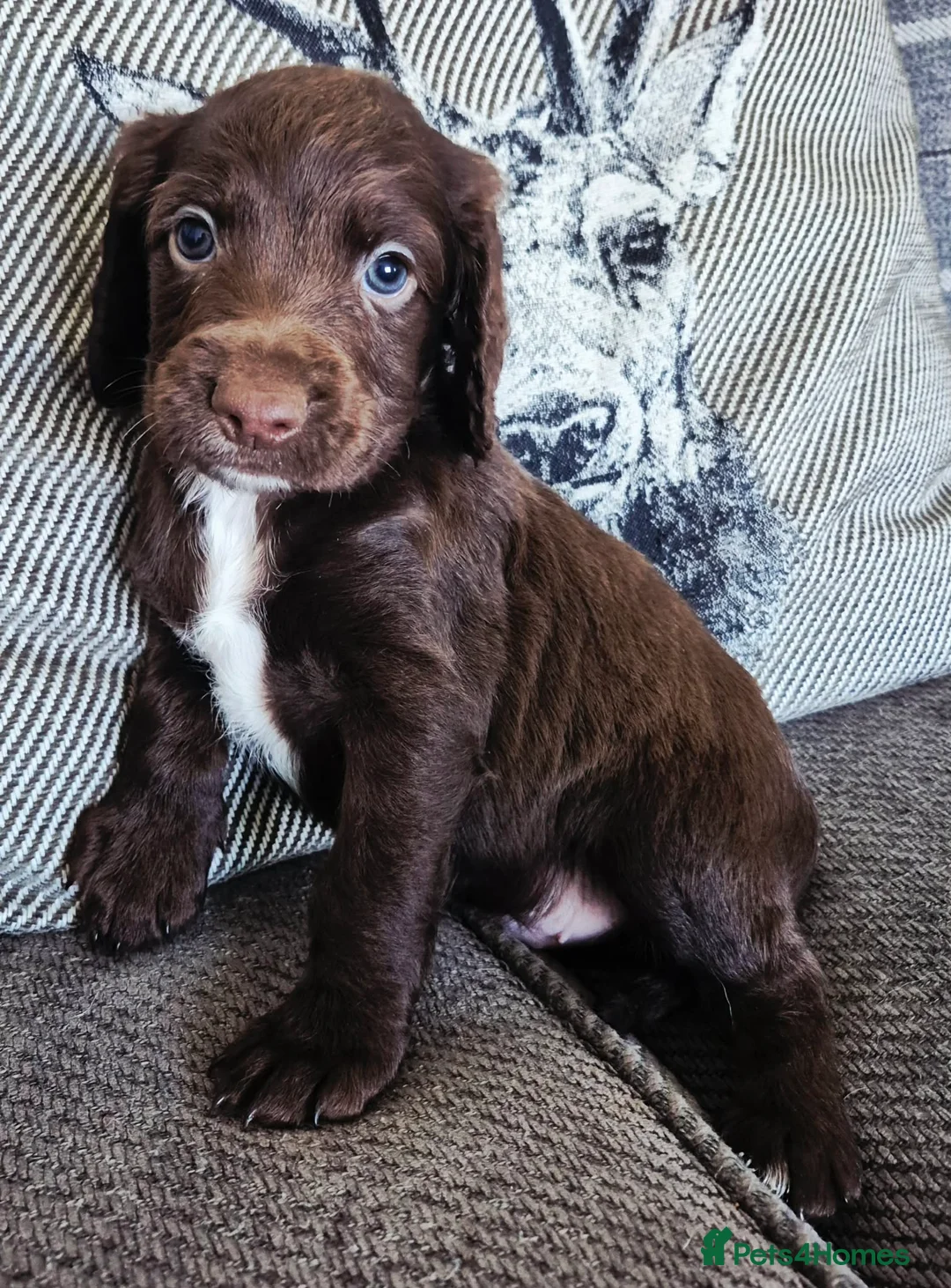 Cocker Spaniel dogs for sale: Cocker pups  - Advert 8