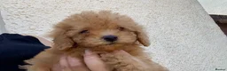 Cockapoo dogs for sale: Stunning F1B toy cockapoo puppies  - Advert 1
