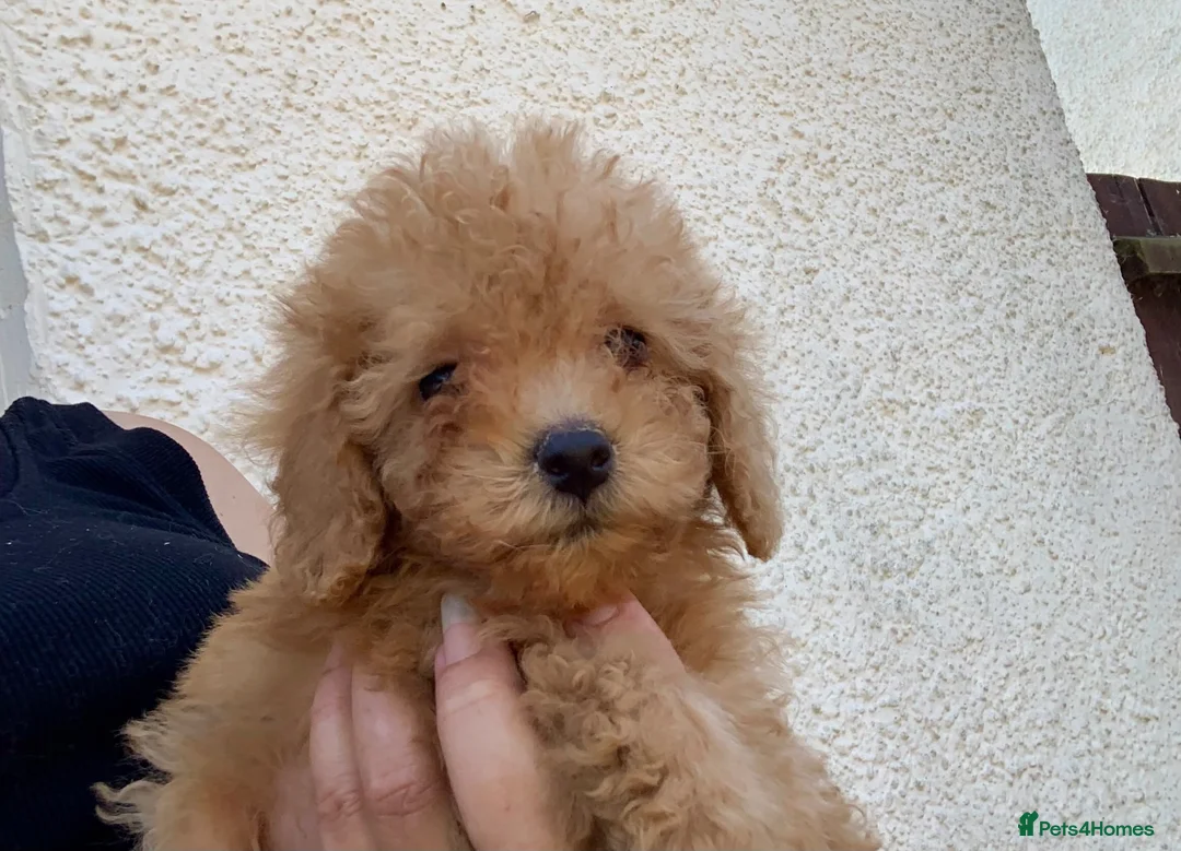 Cockapoo dogs for sale: Stunning F1B toy cockapoo puppies  - Advert 1