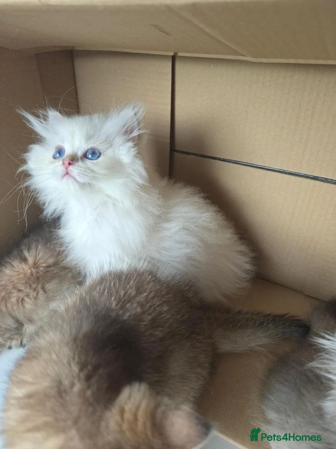 British Longhair cats for sale: British Longhair silver boy - Advert 2