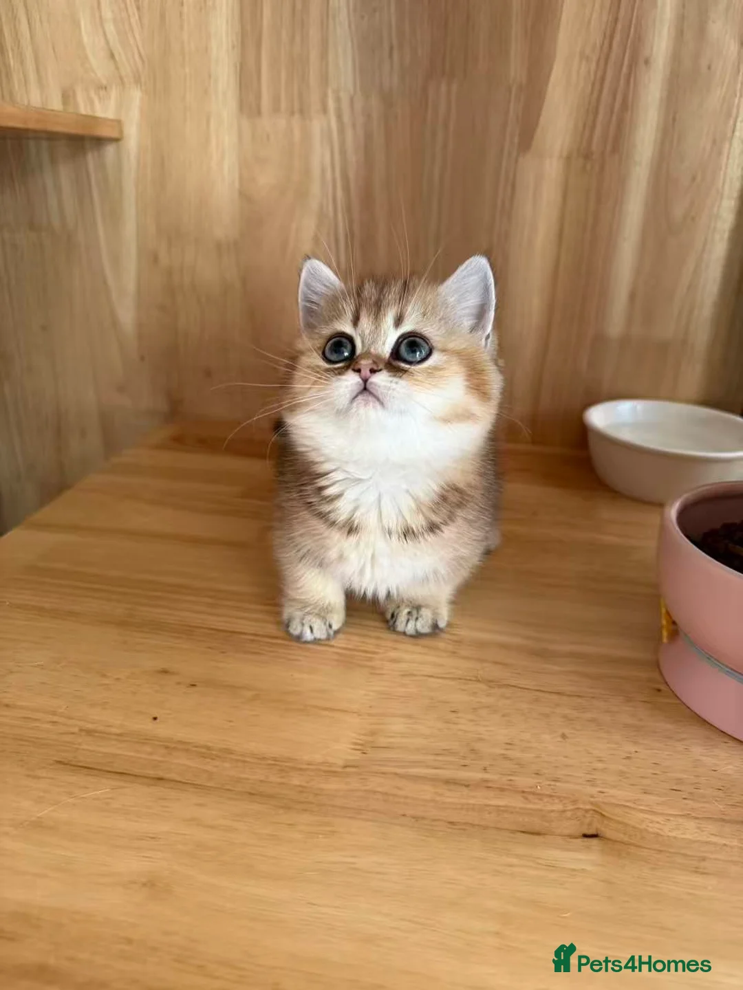 Munchkin cats for sale: Stunning Golden Shaded Munchkin Kitten - Advert 1