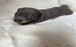 Miniature Dachshund dogs for sale: Miniature Dachshund Puppies  - Image 10