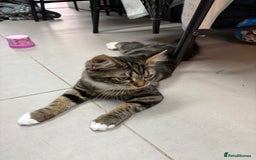 Mixed Breed cats for sale: Sadly having to rehome - Image 2