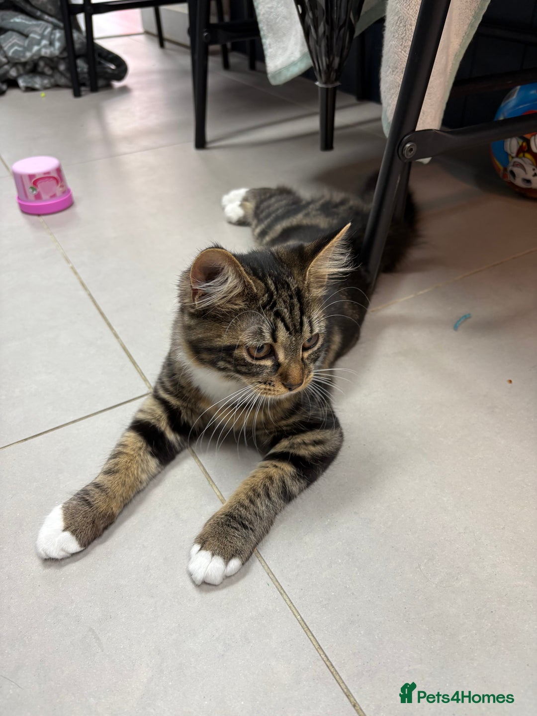 Mixed Breed cats for sale: Sadly having to rehome - Image 2