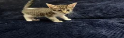 Domestic Shorthair cats for sale: Beautiful Kittens for Sale - Advert 5