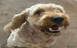 Cockapoo dogs for sale: 9 Beautiful Cockapoo Puppies For Sale - Image 11
