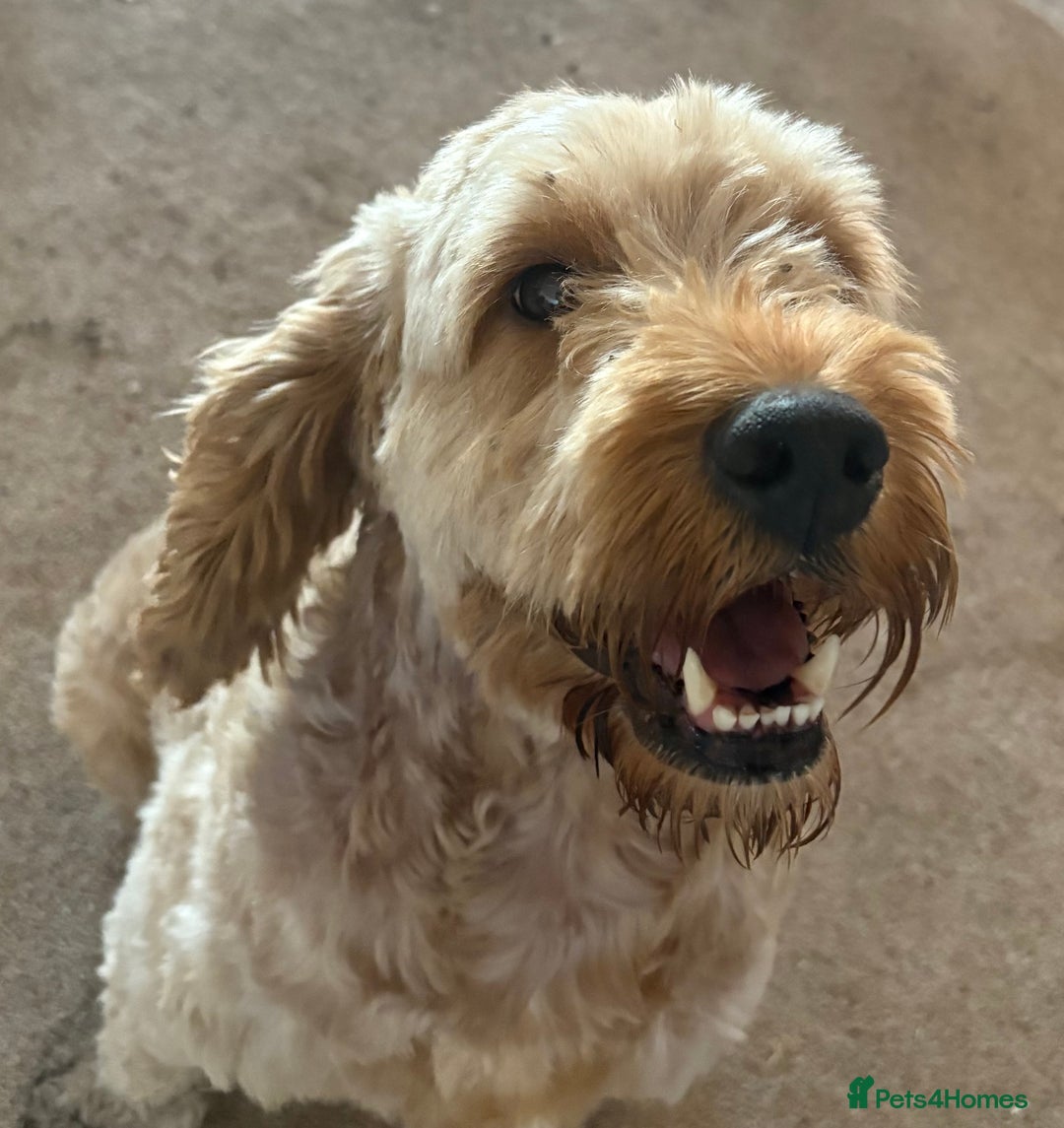 Cockapoo dogs for sale: 9 Beautiful Cockapoo Puppies For Sale - Image 11