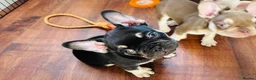 French Bulldog dogs for sale: French bulldog Puppies  - Advert 2