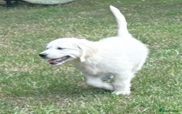 Golden Retriever dogs for sale: KC Registered  boy from 5 Star Breeder  - Image 14