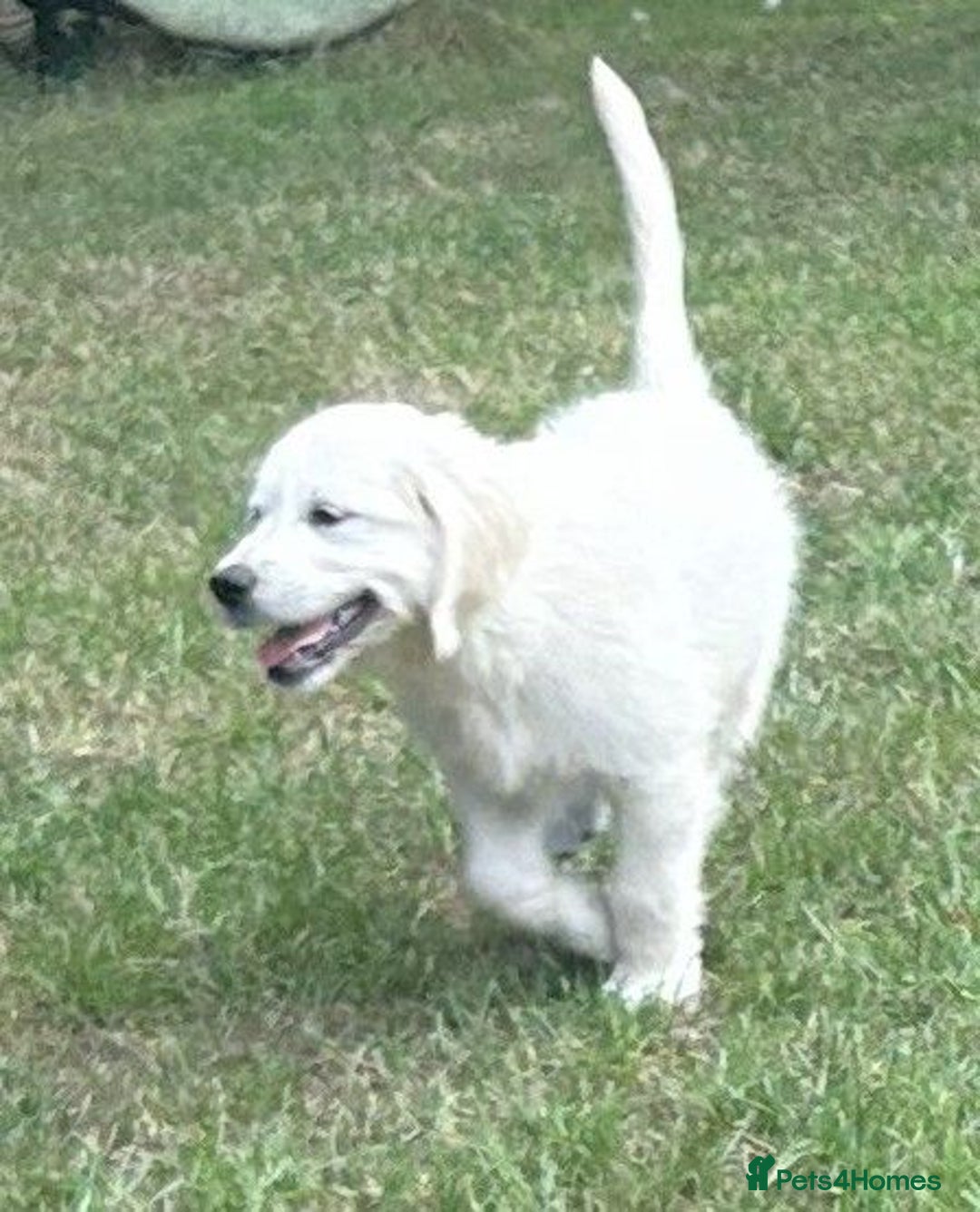 Golden Retriever dogs for sale: KC Registered  boy from 5 Star Breeder  - Image 14