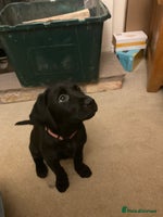 Labrador Retriever dogs - Advert 2