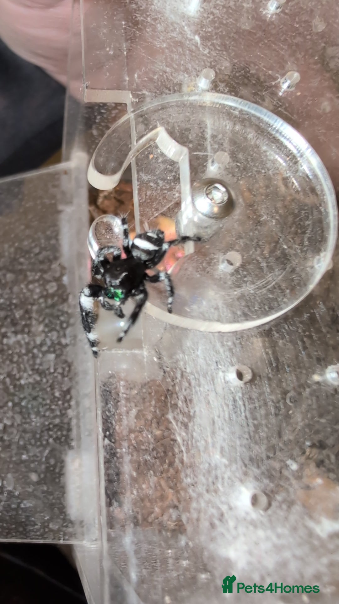 Spiders invertebrates for sale: SOLD. Phidippus Regius Male jumping spider  - Image 2