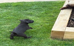 Mixed Breed dogs for sale: Working Lakeland x Patterdale  - Image 2