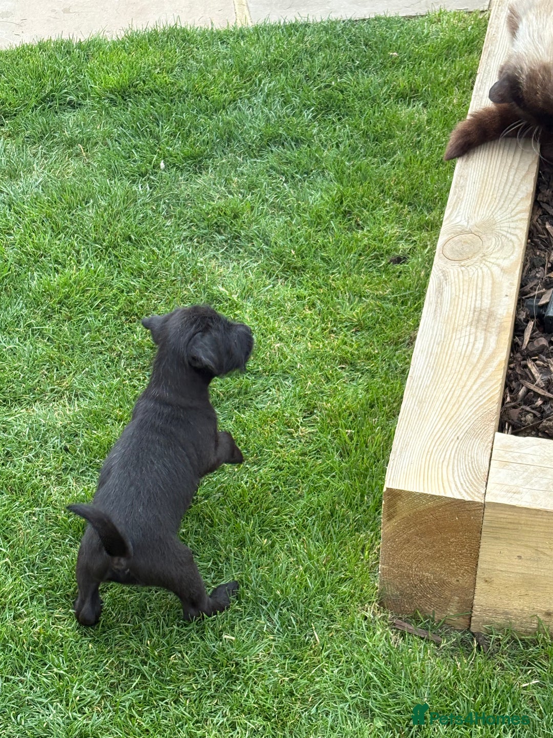 Mixed Breed dogs for sale: Working Lakeland x Patterdale  - Image 2