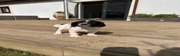 English Springer Spaniel dogs for sale: KC registered English Springer Spaniels - Advert 32