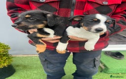 Jack Russell dogs for sale: Beautiful Jack Russell puppies  - Image 4