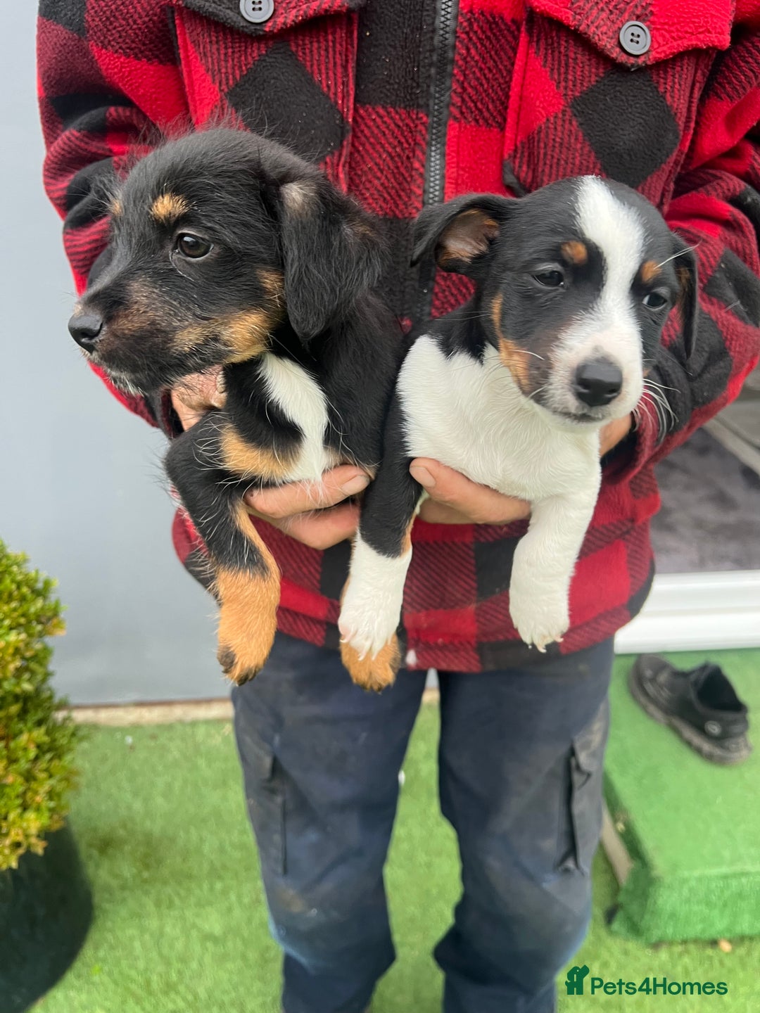 Jack Russell dogs for sale: Beautiful Jack Russell puppies  - Image 4