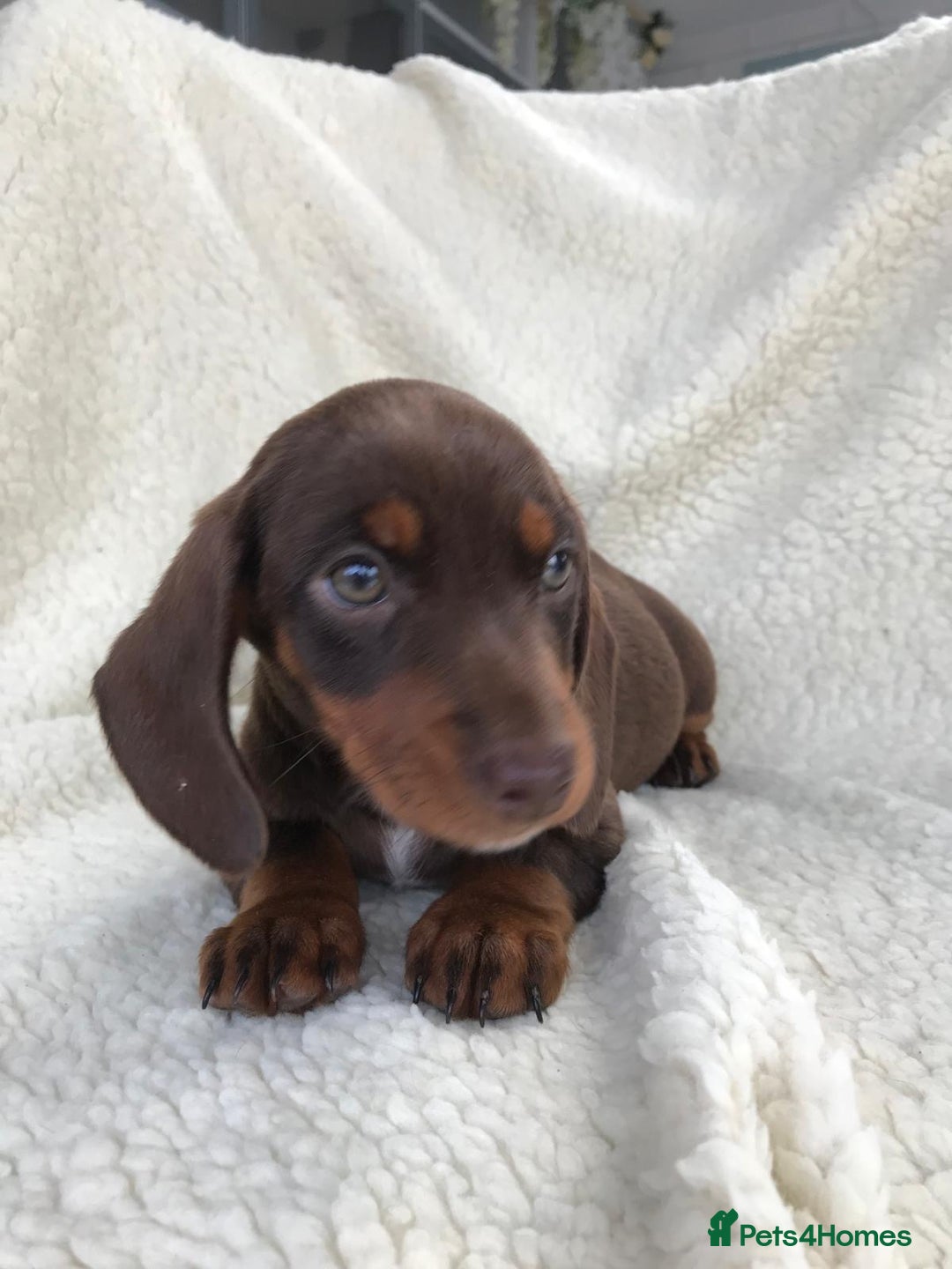 Dachshund dogs for sale: Dachshund puppies  - Image 11