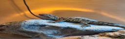 Bearded Dragon reptiles for sale: Baby Rankin Dragon in Cheltenham - Advert 1