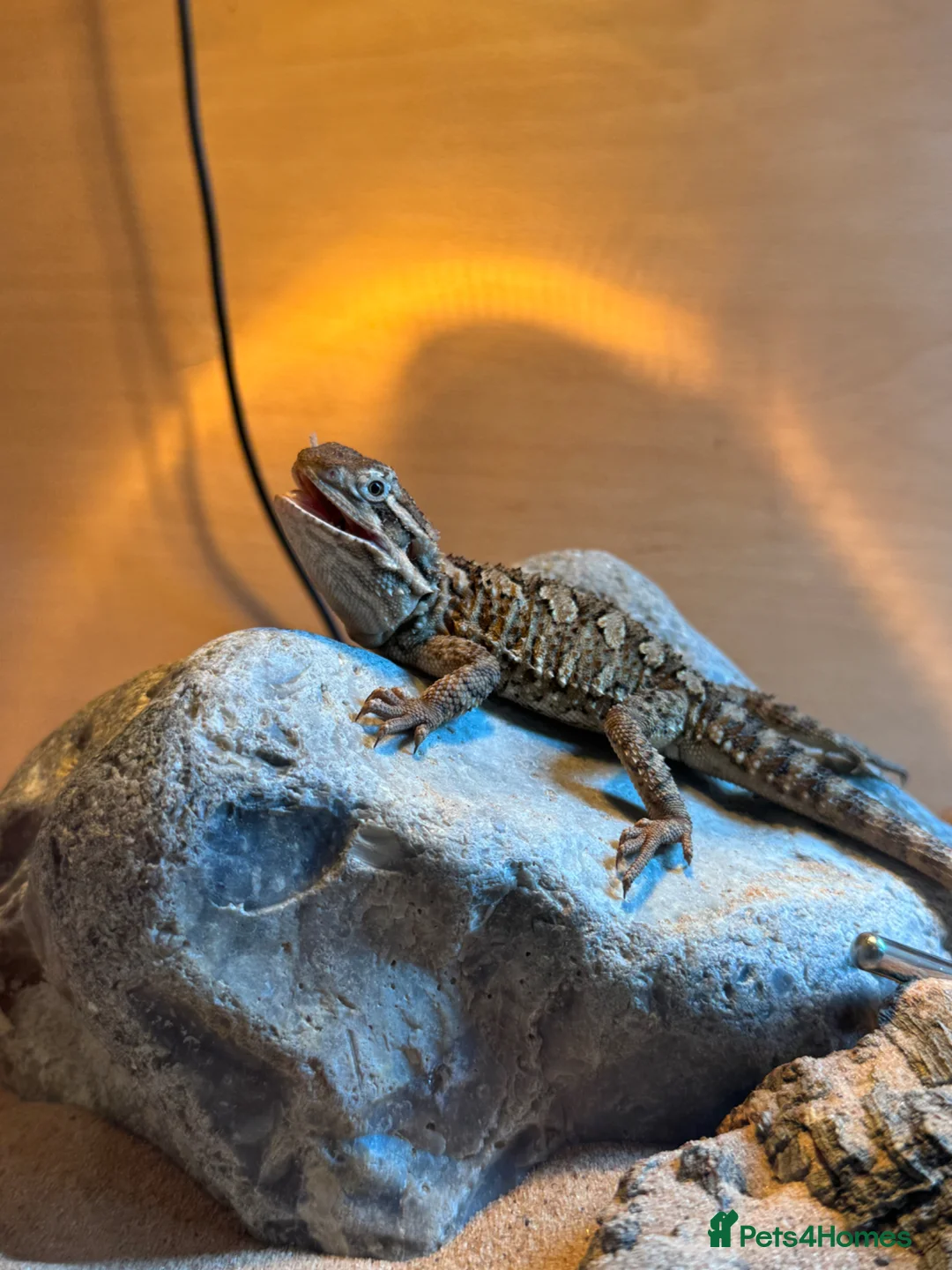Bearded Dragon reptiles for sale: Baby Rankin Dragon in Cheltenham - Advert 1