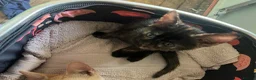 Mixed Breed cats for sale: Little Tortoishell Kitten  - Advert 6