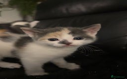 Mixed Breed cats for sale: Beautiful fluffy kittens for sale - Image 11