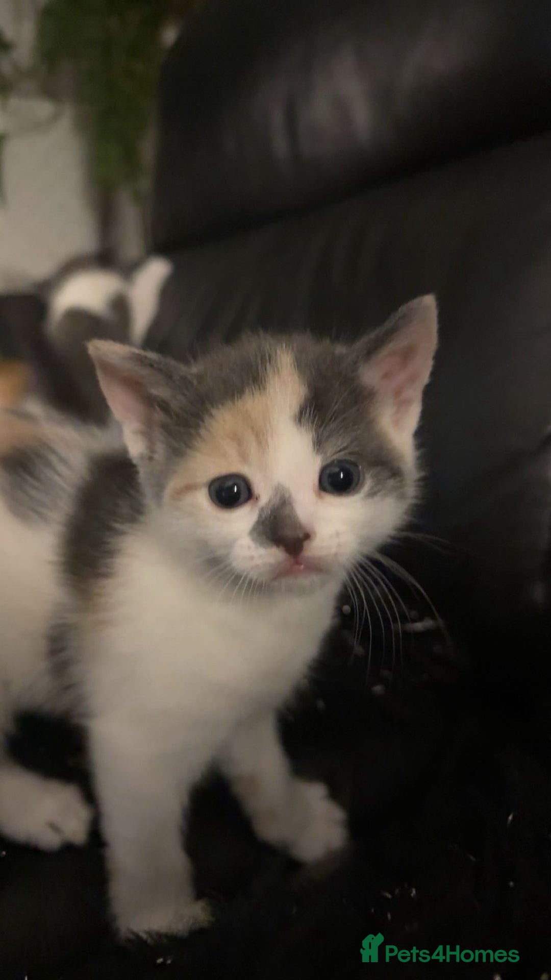 Mixed Breed cats for sale: Beautiful fluffy kittens for sale - Image 11