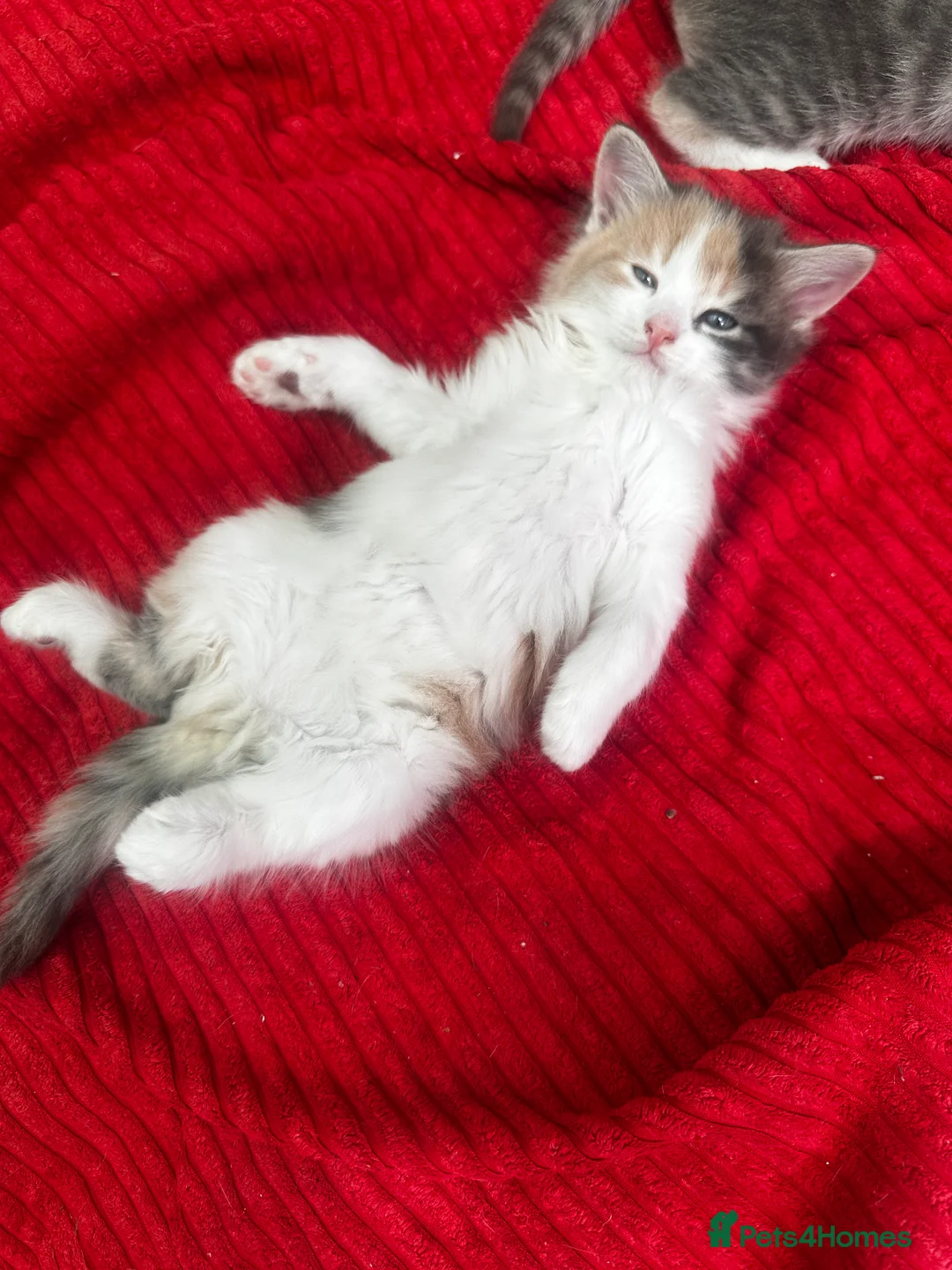 Domestic Shorthair cats for sale:     Beautiful kittens Looking for Loving Homes - Advert 2
