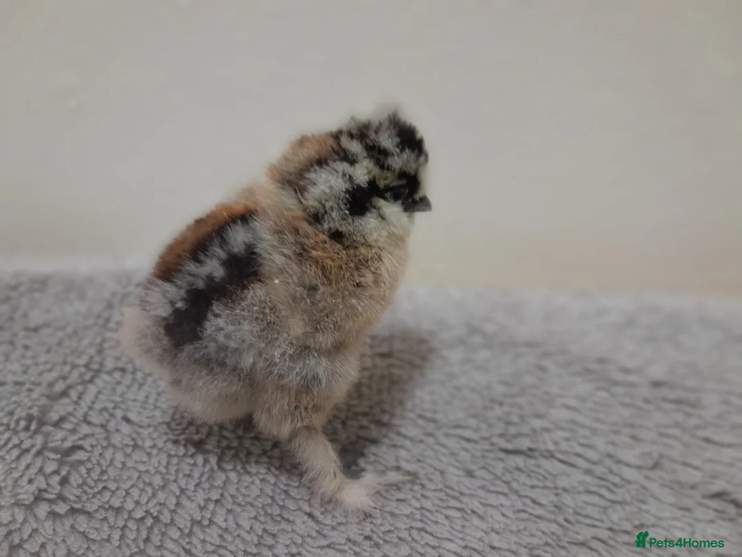 Chickens poultry for sale: Bantam Silkie Chicks From 1 Week + - Advert 3