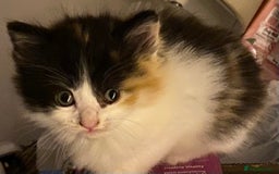Mixed Breed cats for sale: Ragamuffin mix kittens  - Image 7