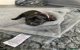 Labrador Retriever dogs for sale: 5* breeder🐾beautiful glossy black puppies ❤️  - Image 20