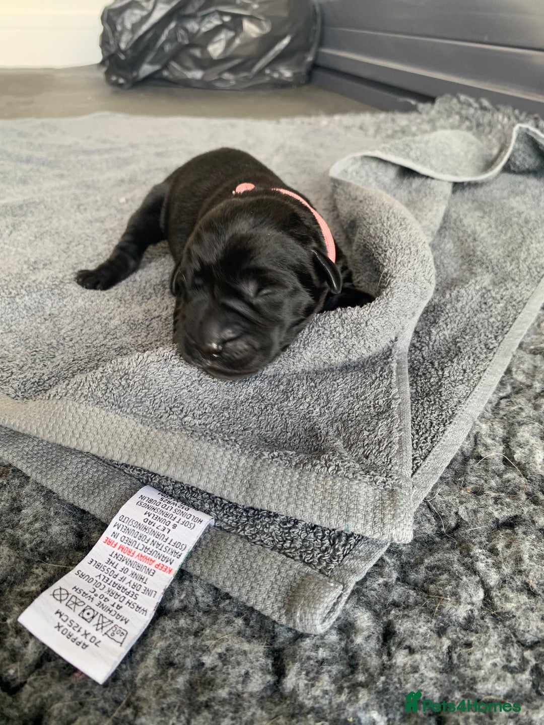 Labrador Retriever dogs for sale: 5* breeder🐾beautiful glossy black puppies ❤️  - Image 20