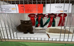 British Shorthair cats for stud: 🐻 Chocolate BSH stud service  not for sale  - Image 5