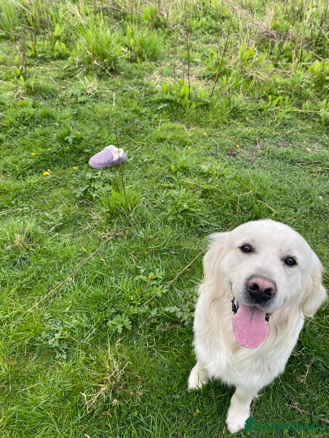 Golden Retriever dogs for sale: Stunning pale Golden Retriever puppies  - Advert 10